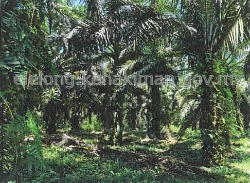 Lot 2972, Jalan Kuala Lipis-Merapoh- Sungai Koyan, Kechor Tui, 27200, Kuala Lipis, Pahang - Auction Land