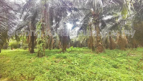 LOT 22930, -, FELCRA NASARUDDIN (B), 32600, BOTA, Perak - Auction Land