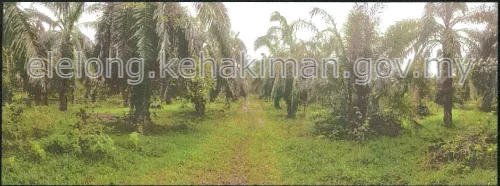 Lot No. 11656, Pt.Permatang Duku, 82000, Pontian, Johor - Auction Land